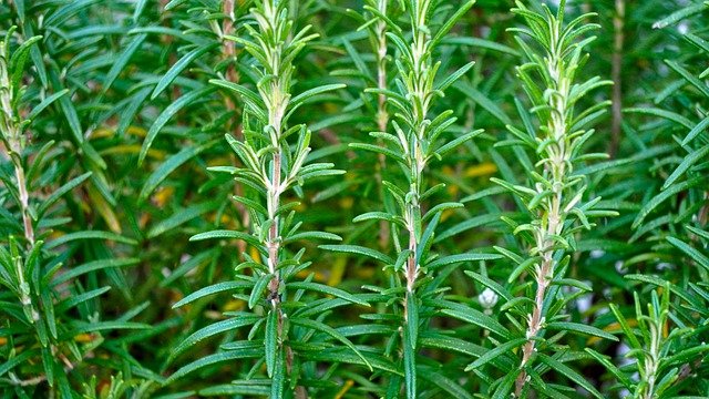 how to easily grow rosemary in a container garden