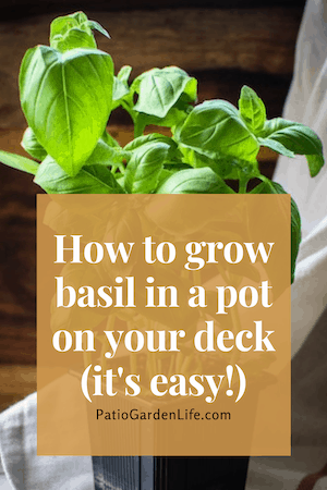 How to easily grow basil in a pot pin