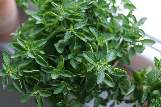 how to grow oregano in a pot