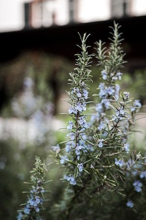 rosemary with flowers growing in a deck garden
