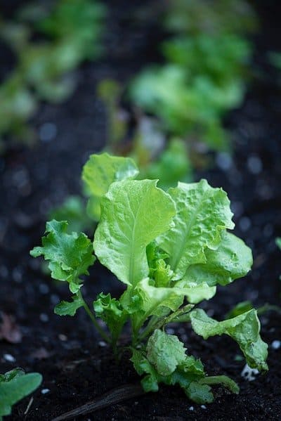 lettuce companion plants in containers
