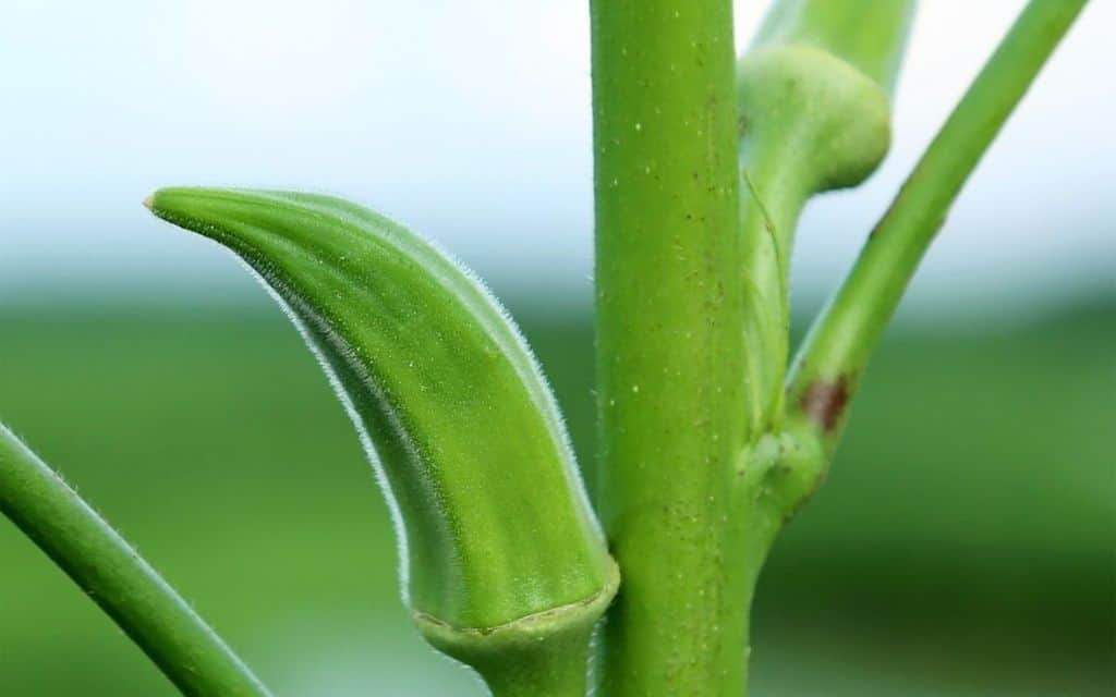 Green okra pod growing on green stalk - how to grow okra in a pot