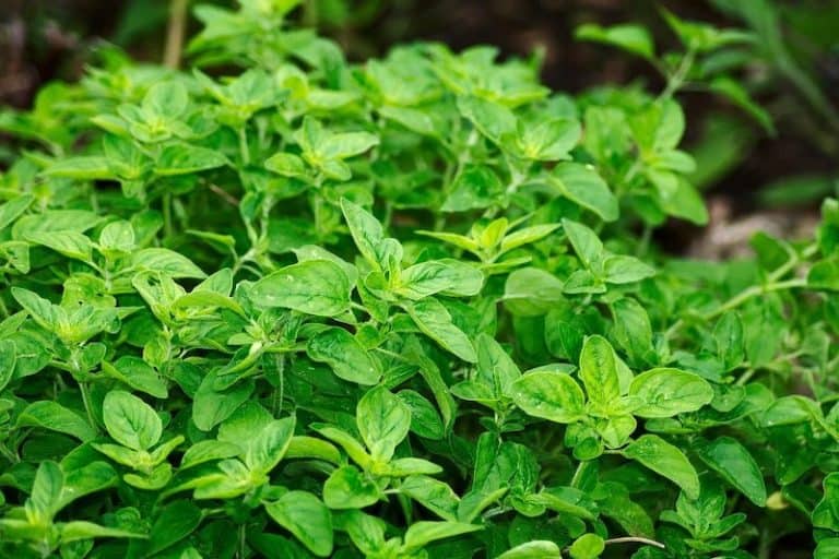 How to grow oregano in a pot