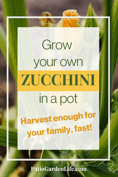 Green zucchini with orange blossoms - overlay text Grow your own zucchini in a pot - harvest enough for your family, fast!