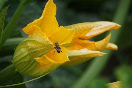 zucchini flower growing in containers