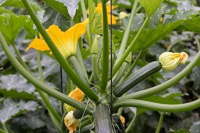 Growing zucchini in pots and containers