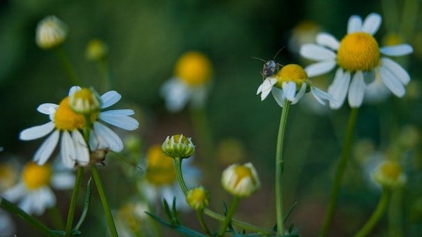 White and yellow chamomile flowers on green stems with a bee sitting on one bloom
