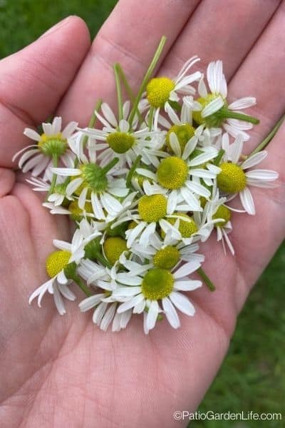 handful of white and yellow chamomile flowers