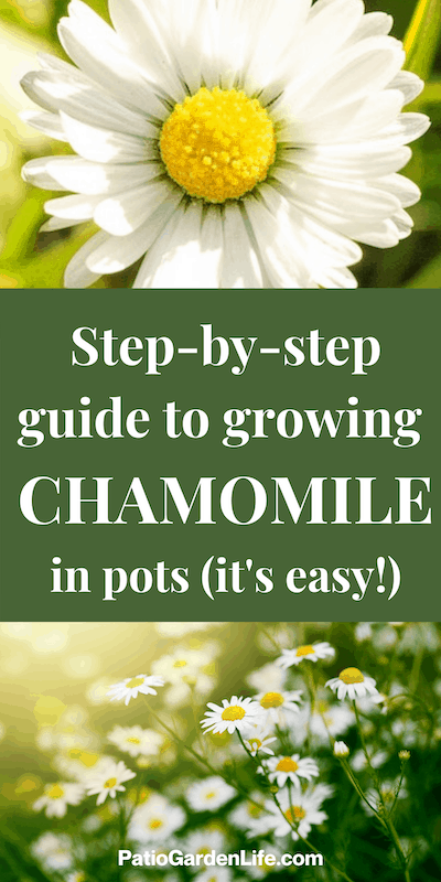 White and yellow chamomile flowers and green stems - overlay text step-by-step guide to growing chamomile in pots - it's easy!