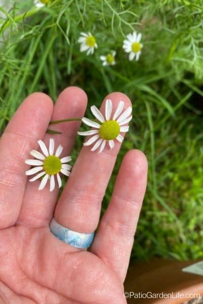 white and yellow chamomile blooms in a hand with green foliage behind