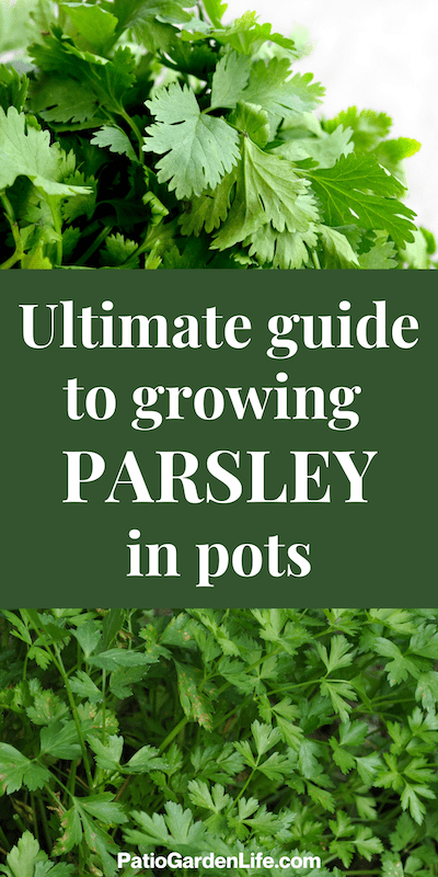 Two images of flat leaf parsley - overlay text Ultimate Guide to growing parsley in pots