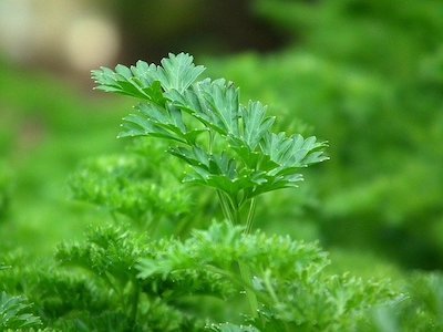 Flat and curly leafed parsley - how to grow parsley in a pot