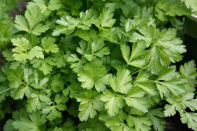 Flat-leaf Italian parsley - how to grow parsley in a pot