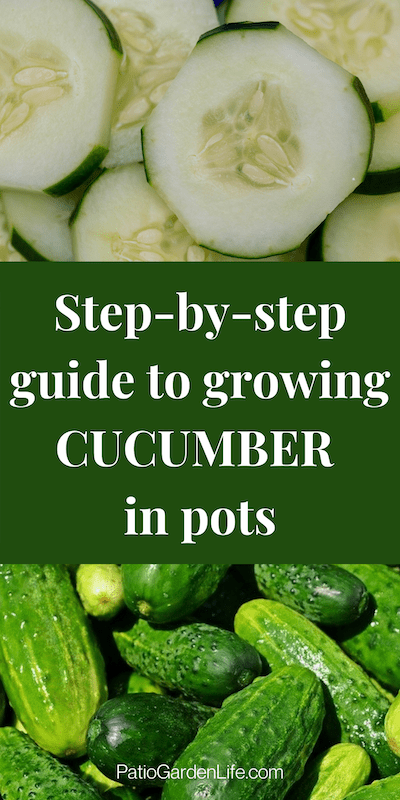 Cucumber slices and whole cucumbers - overlay text step-by-step guide to growing cucumbers in pots