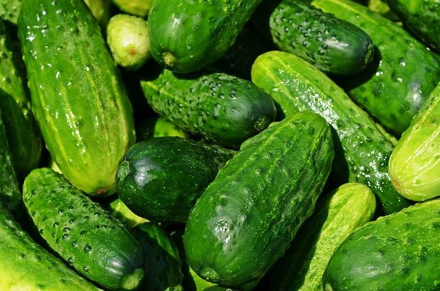 Bright green cucumbers