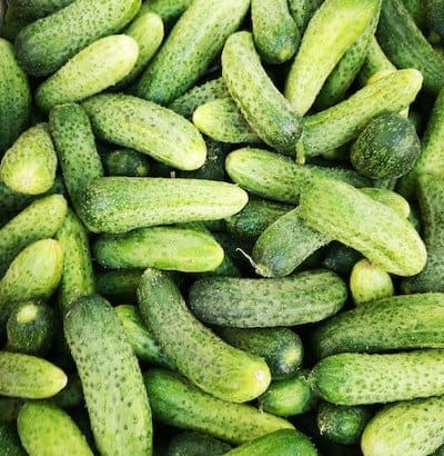 Light green pickling pickles - how to grow in containers