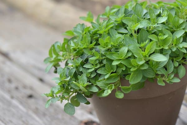 Oregano plant growing in a pot