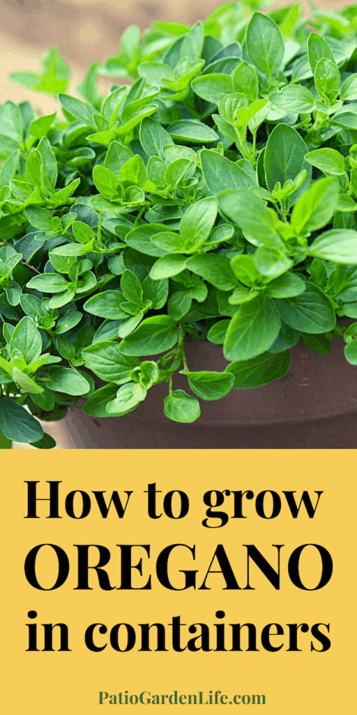 Green oregano leaves in a pot on a deck - overlay text how to grow oregano in containers
