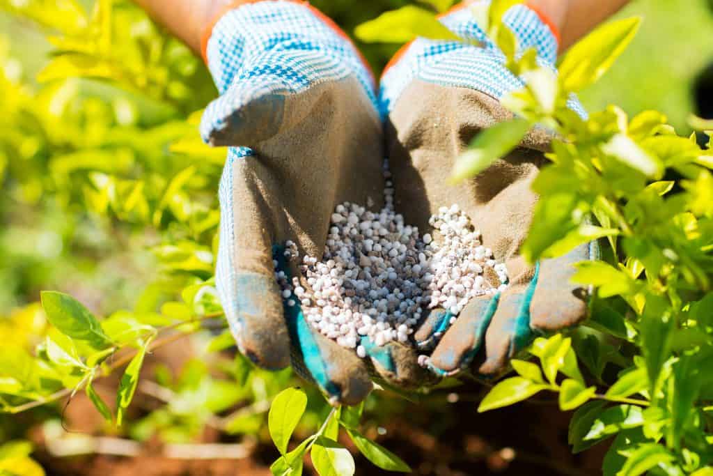 Hands in gardening gloves holding fertilizer pellets for container gardening