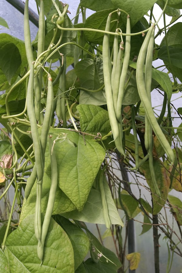 Green beans growing on a vine in a container garden - how to grow green beans in a pot