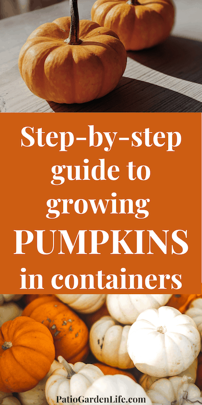 Miniature orange and white pumpkins on a wood background - overlay text Step-by-step guide to growing pumpkins in containers