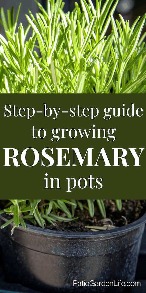 Green rosemary plant in a black pot - overlay text Step-by-step guide to growing rosemary in pots