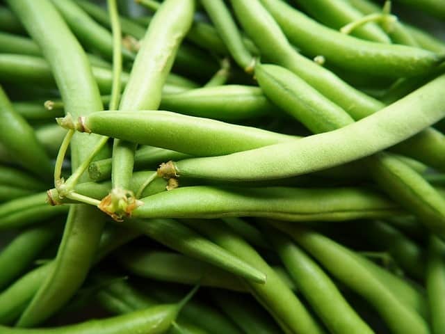 How to grow green beans in a pot