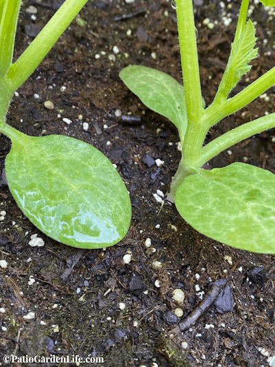 Bright green pumpkin seedlings in potting soil using fertilizer for container gardens