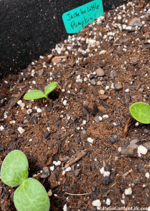 Three pumpkin sprouts poking out through soil growing in a container with tag labeled Jack be Little Pumpkins