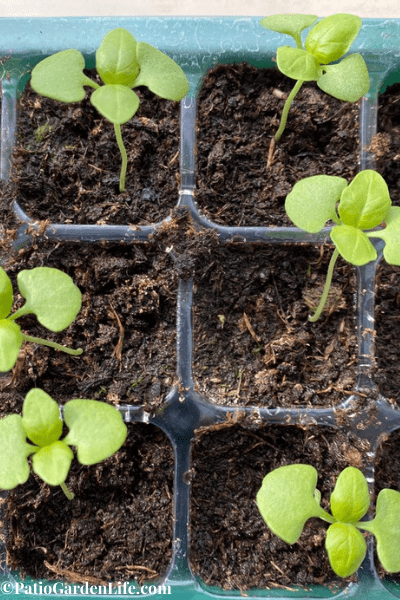 Basil seedlings growing in potting soil - best potting soil for container gardens