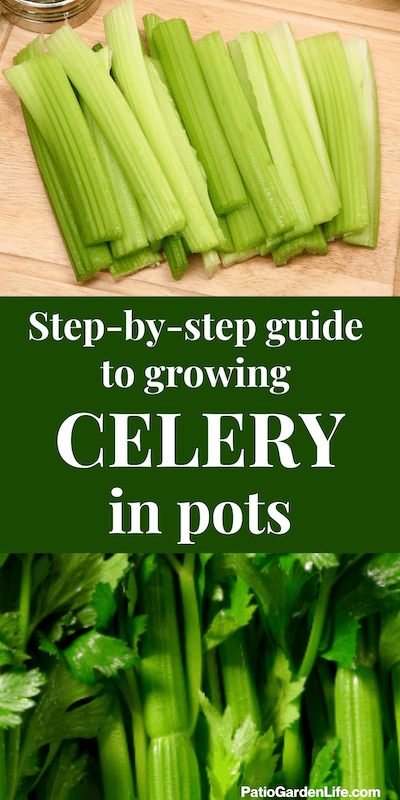 Light green celery stalks on a wooden cutting board and dark green stalks with leaves - overlay text step-by-step guide to growing celery in pots