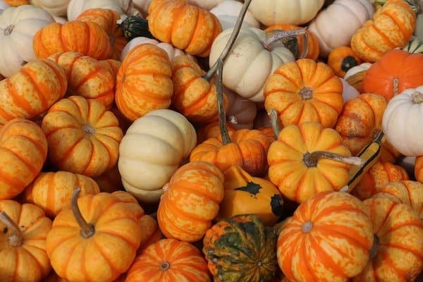 White, orange and multi-color miniature pumpkins harvested after growing in containers