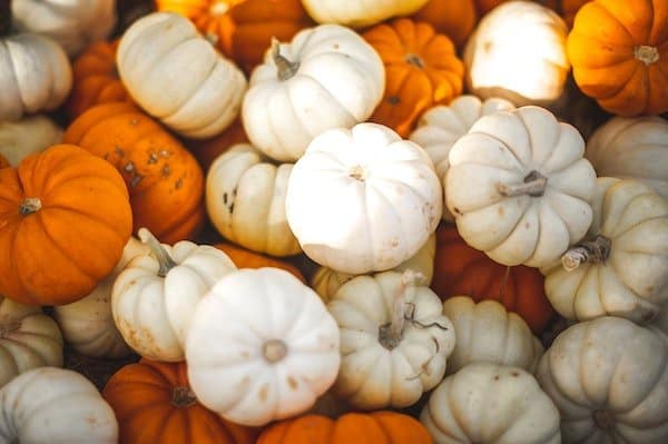 Orange and white mini pumpkins harvested after growing in containers