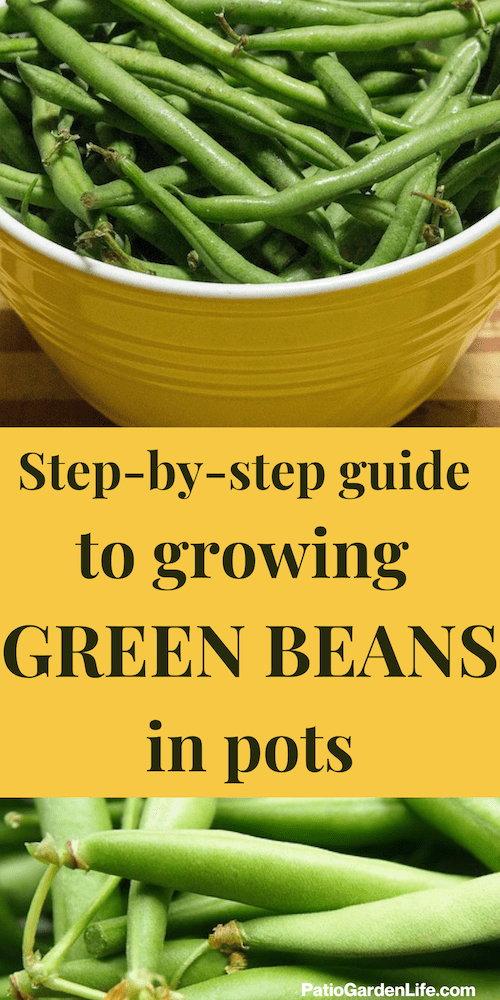 Growing green beans on sale in containers