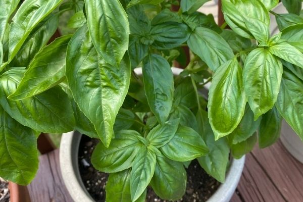 green basil growing in a container garden
