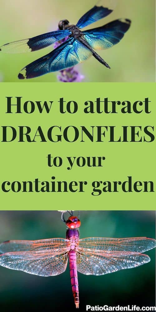 How to attract dragonflies to your container garden - Patio Garden Life
