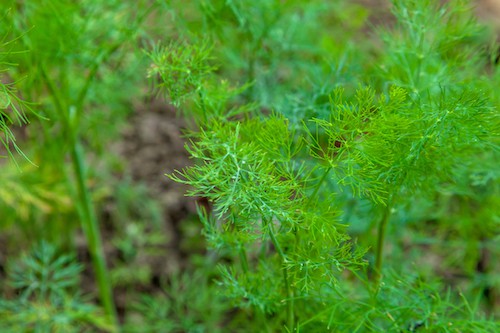 Green feathery dill leaves growing in containers