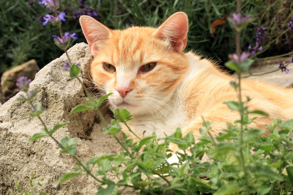 orange cat on a rock behind green catnip plant growing in a pot with purple flowers