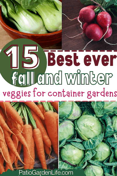 Four pictures of veggies including green bok choy in a bowl, red radishes on a wood table, a bunch of orange carrots and green cabbages with text 15 best ever fall and winter veggies for container gardens