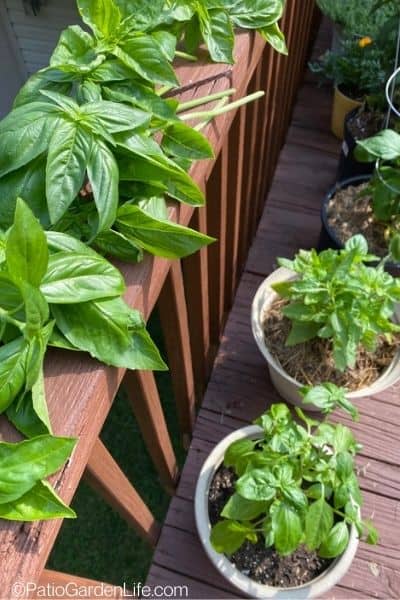 basil plants in containers on a wooden deck and piles of harvested bright green basil on a railing