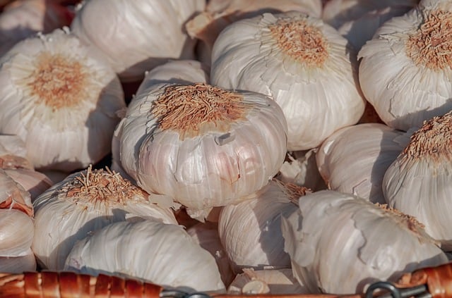 Pile of white garlic bulbs with paper skin peeling off in the sunlight