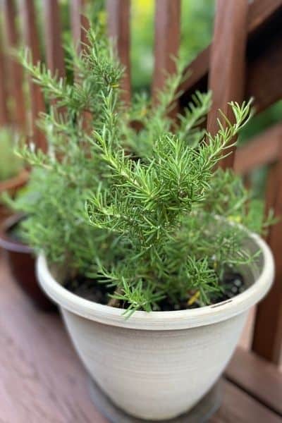 green rosemary plant in a white container on a wooden deck in a container garden