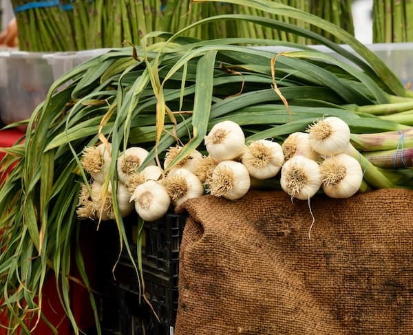 Pile of garlic plants on brown burlap sack, with white bulbs and stalks with green leaves