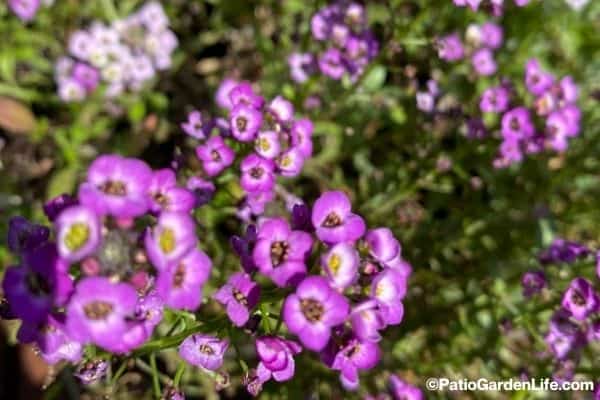 Bright purple and light purple alyssum blooms on green foliage