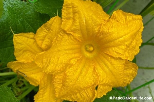 Bright yellow pumpkin squash blossom with green foliage on a green trellis