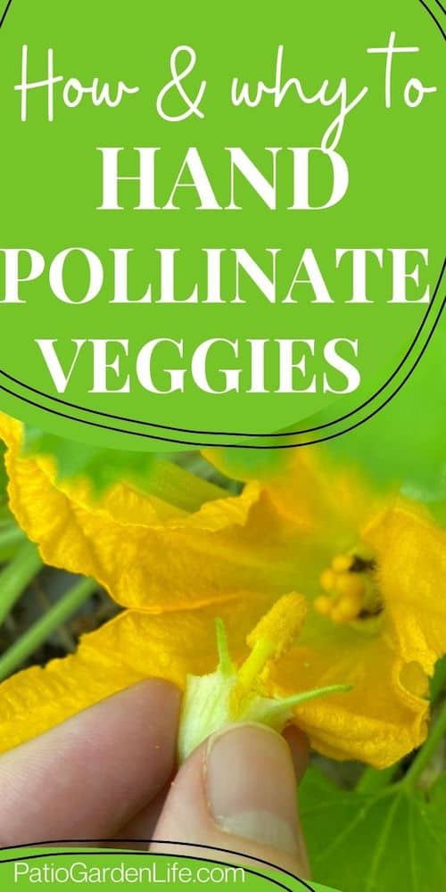 hand holding a male flower part to hand pollinate a female zucchini flower