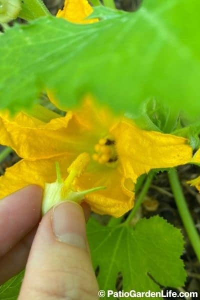 hand pollinating zucchini with orange stamen from male flower about to touch stigma in orange female flower