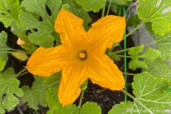 orange male zucchini flower to hand pollinate
