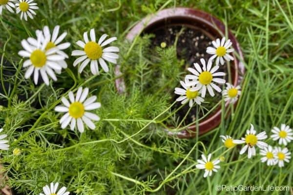 Chamomile flowers with white petals and yellow centers with green foliage growing out of a pot in a container garden