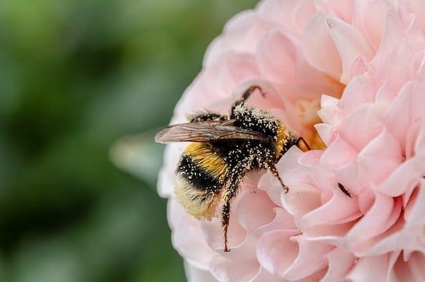 Bumblebee pollinating pink carnation